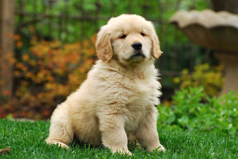 Golden retriever 7300930479